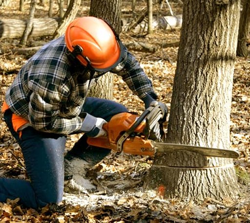 Tree Removal in Pine Ridge, SD
